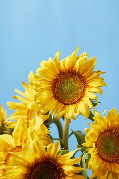 Strauß Gelber Sonnenblumen Isoliert Auf Blauem Grund — Stockfoto