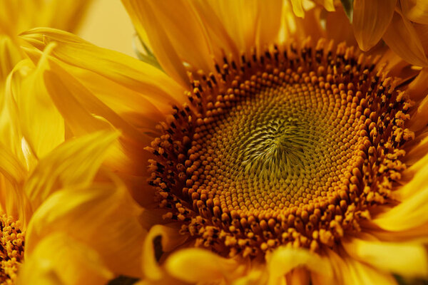 beautiful texture with yellow sunflower, close up