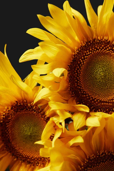 Όμορφο Καλοκαίρι Ευωδιαστό Κίτρινο Ηλιοτρόπια Φόντο Απομονώνονται Μαύρο — Φωτογραφία Αρχείου