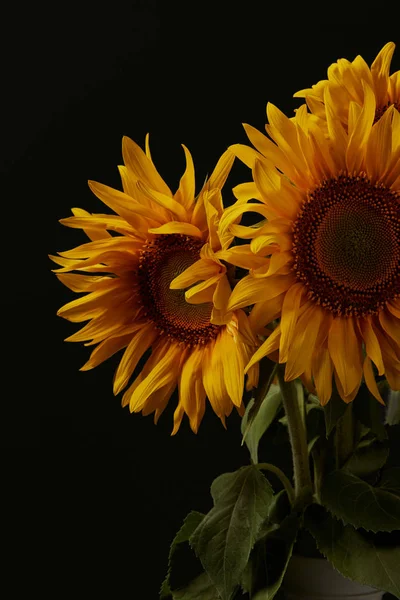 Sommerstrauß Mit Wunderschönen Orangefarbenen Sonnenblumen Isoliert Auf Schwarz — Stockfoto