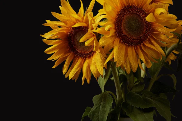 Ramo Verano Con Girasoles Amarillos Aislados Negro — Foto de Stock