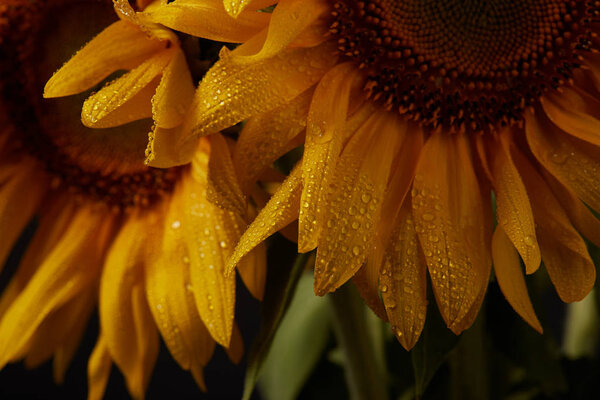 dark background with wet orange sunflowers
