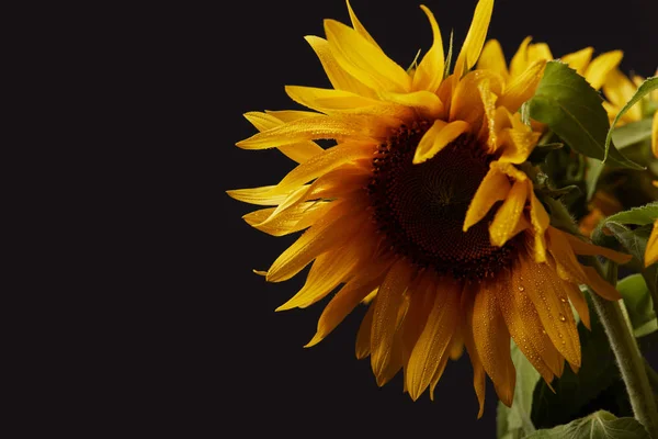 Beautiful Bouquet Yellow Summer Sunflowers Isolated Black — Free Stock Photo