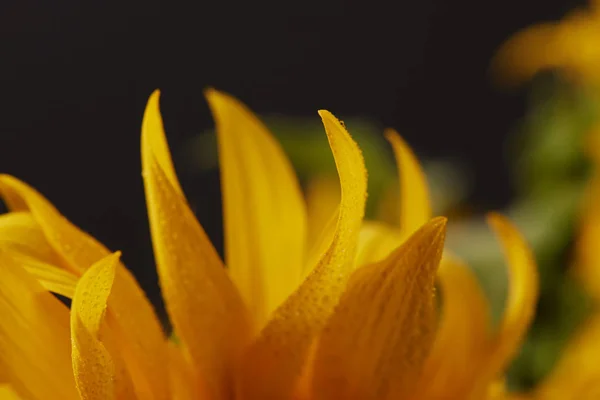 Nahaufnahme Nasser Orangefarbener Sonnenblumenblätter Auf Schwarz — Stockfoto