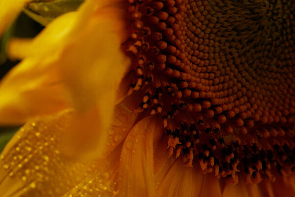 Close up of wet natural orange sunflower — Stock Image Close Wet Natural Orange Sunflower Stock Picture