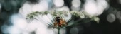 Selektivní fokus Bee na květiny s rozmazané pozadí