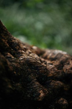 Ağaç kabuğu arka plan bulanık tarih seçici odak