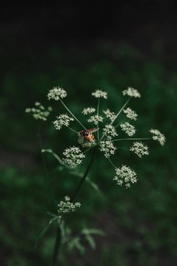 selective focus of bee on cow parsley flowers with blurred background clipart