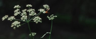 selective focus of bee on cow parsley flowers with blurred background clipart