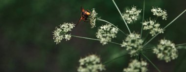 selective focus of bee on cow parsley flowers with blurred background clipart
