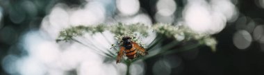 selective focus of bee on flowers with blurred background clipart