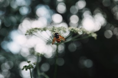 arı arka plan bulanık inek maydanoz çiçeklerle tarih seçici odak