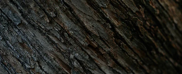 Imagem Quadro Completo Árvore Casca Fundo — Fotografia de Stock