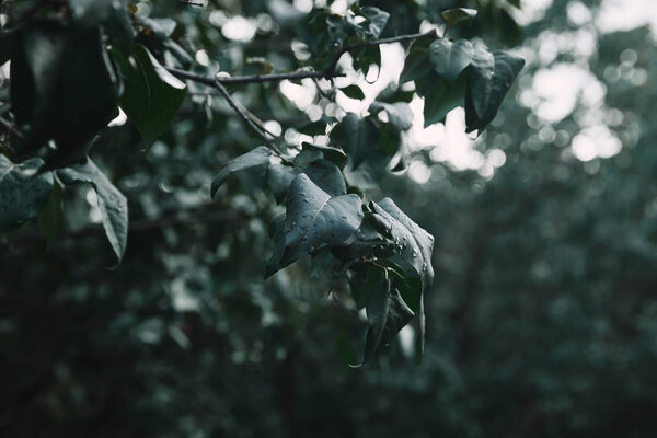 селективный фокус ветки дерева с зелеными листьями, покрытыми каплями воды на размытом фоне
