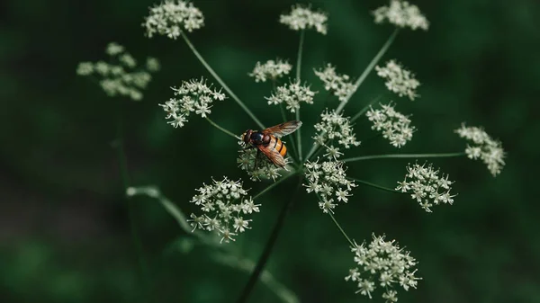 Selektivní Fokus Včel Květech Petržel Kráva Rozmazané Pozadí — Stock fotografie