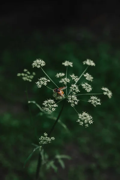 Selektiver Fokus Der Biene Auf Kuh Petersilienblüten Mit Verschwommenem Hintergrund — Stockfoto