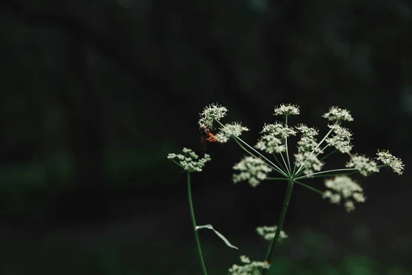 Selective Focus Bee Cow Parsley Flowers Blurred Background — Stock Photo, Image