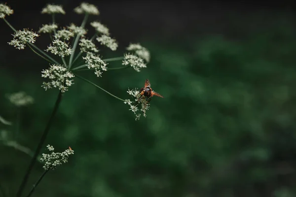模糊背景下蜜蜂对牛欧芹花的选择性聚焦 — 图库照片