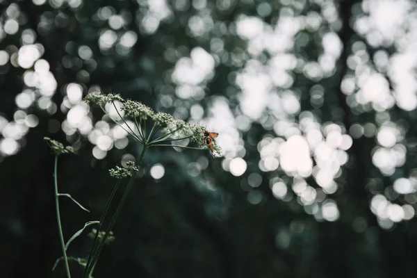 背景をぼかした写真を持つ牛パセリの花に蜂の選択と集中 — ストック写真