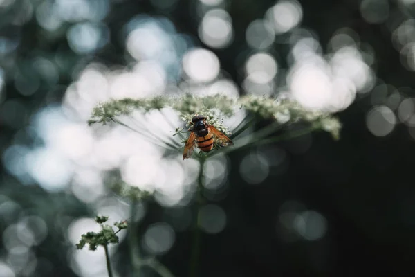 Selective Focus Bee Cow Parsley Flowers Blurred Background — Stock Photo, Image