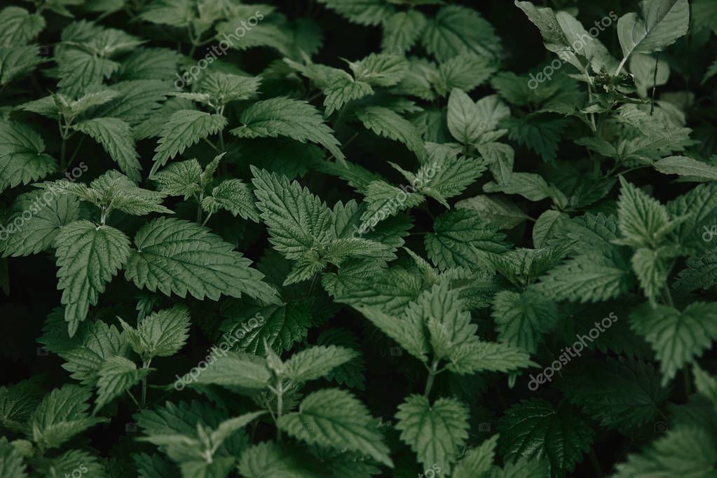 Full frame image of green leaves of nettle background