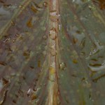 Volledige frame afbeelding van kleurrijke blad vallende water druppels