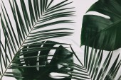 green palm and monstera leaves on white surface
