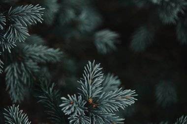 selective focus of white pine branches with needles on blurred background clipart