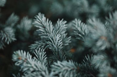 selective focus of white pine branches with needles on blurred background clipart