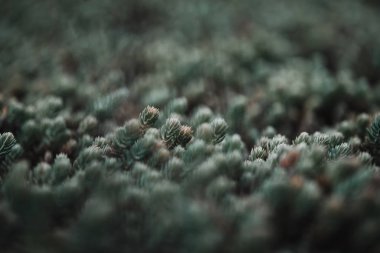 selective focus of pine branches with needles on blurred background clipart