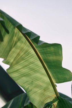 close up view of green tropical leaf under sunlight outdoors  clipart