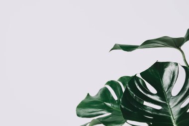 monstera yaprakların üzerinde beyaz izole yakın çekim shot
