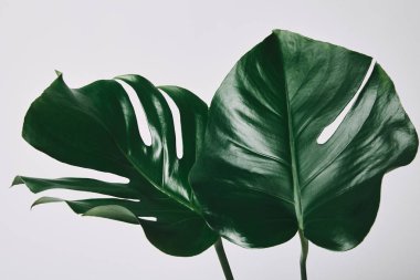 beautiful green monstera leaves isolated on white clipart