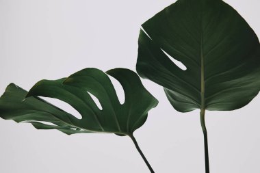 güzel monstera yaprakları üzerinde beyaz izole