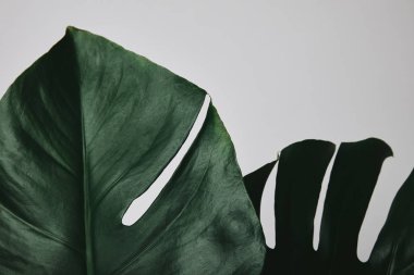 güzel monstera yaprakların üzerinde beyaz izole kısmi görünümü