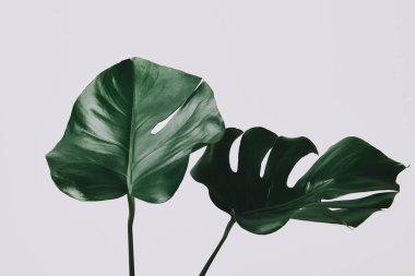 monstera yaprakların üzerinde beyaz izole yakın çekim shot