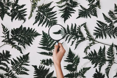cropped shot of woman holding magnifying glass over green fern leaves isolated on white clipart
