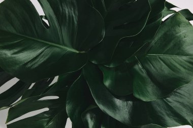 tam kare çekim monstera yaprakları üzerinde beyaz izole demet
