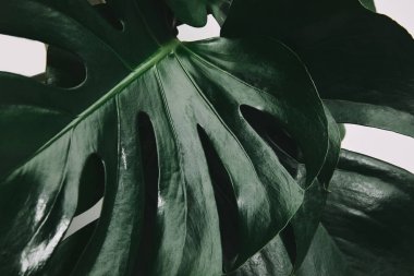tam kare çekim monstera yaprakların üzerinde beyaz izole