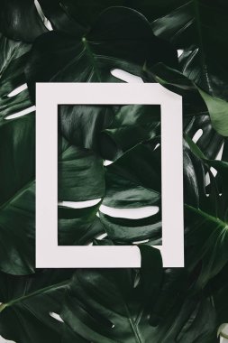 beyaz bir çerçeve ile yeşil monstera üstten görünüm bırakır
