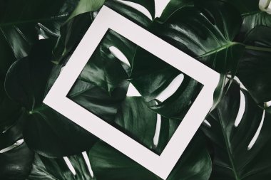 monstera üstten görünüm ile beyaz çerçeve bırakır