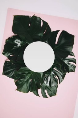 monstera üstten görünüm yuvarlak çerçeve ile pembe yüzeye bırakır.