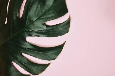cropped shot of green monstera leaf on pink tabletop clipart