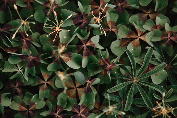 full frame image of bronze dutch clover covered by water drops background 