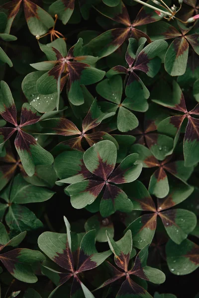 Full Frame Image Bronze Dutch Clover Covered Water Drops Background — Stock Photo, Image