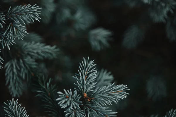 Selective Focus White Pine Branches Needles Blurred Background — Stock Photo, Image