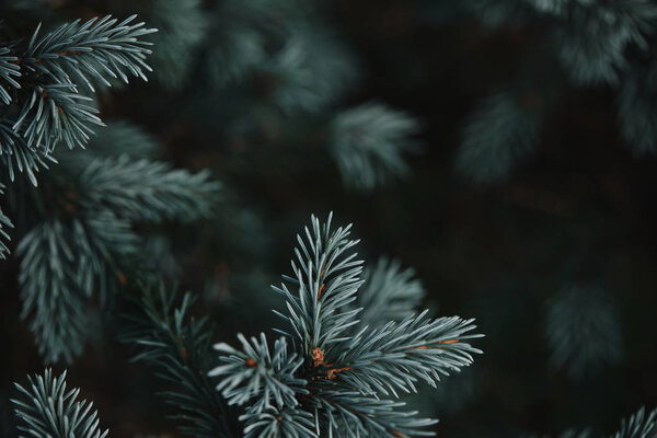 selective focus of white pine branches with needles on blurred background