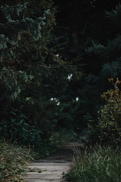 selective focus of wooden path between green trees in forest