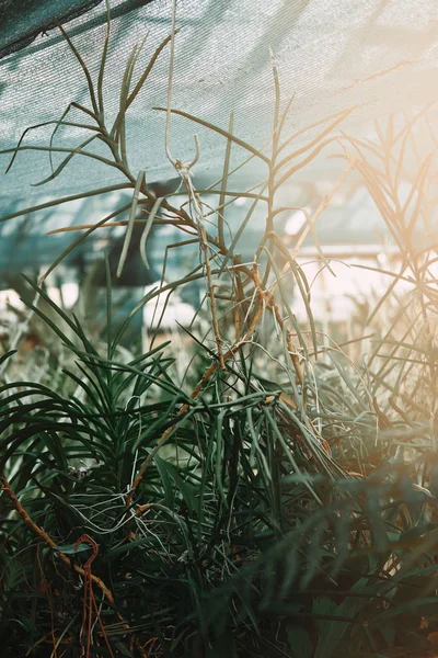 selective focus of green plant leaves under sunlight
