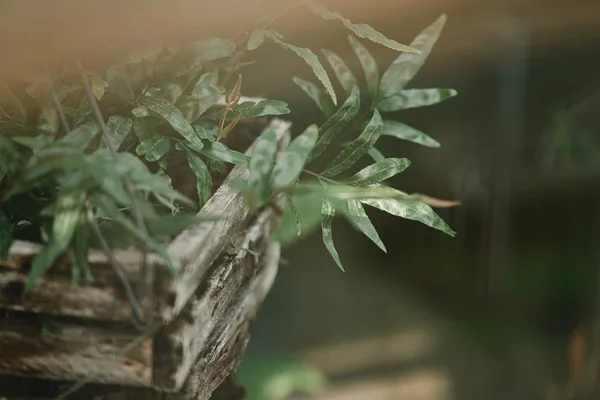 Foyer Sélectif Feuilles Plantes Vertes Dans Une Boîte Bois Extérieur — Photo